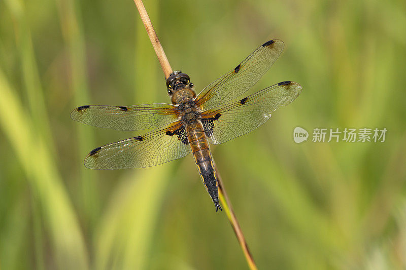 四斑蜻蜓(Libellula quadrimaculata)